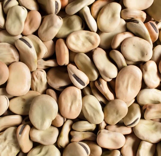 Fava Beans, Large, 24 oz Bag - Image 2