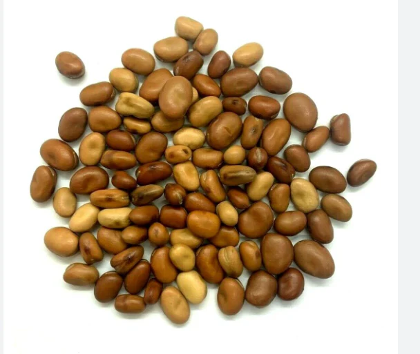 Fava Beans, Small, 16oz bag