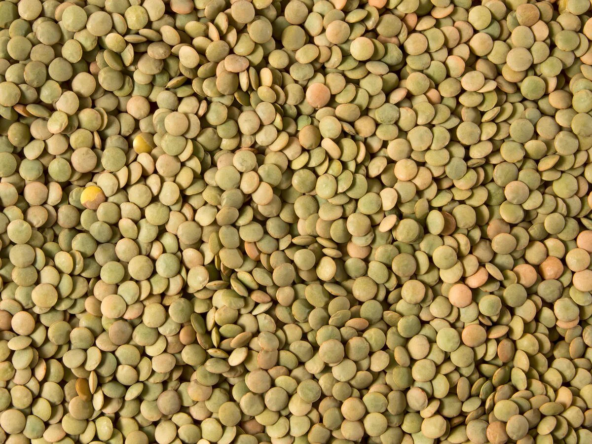 Whole Green Lentils, Small (Ziyad) 16oz - Image 2